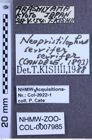 Etiketten zu Neopristilophus serrifer (Candèze, 1873) (NHMW-ZOO-COL-0007985)